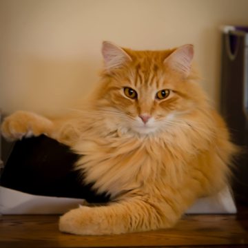 Orange cats personality