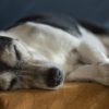 9 Best Ways to Help Your Senior Dog Live Longer