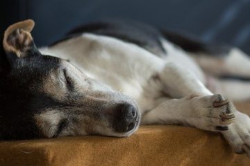 9 Best Ways to Help Your Senior Dog Live Longer