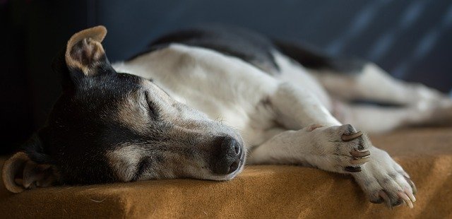 9 Best Ways to Help Your Senior Dog Live Longer