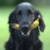 What Fruits are Good for Dogs