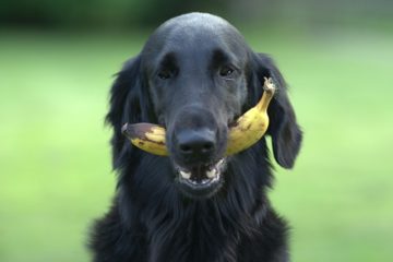 What Fruits are Good for Dogs