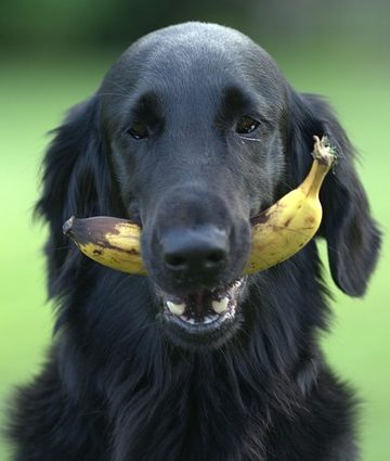 What Fruits are Good for Dogs