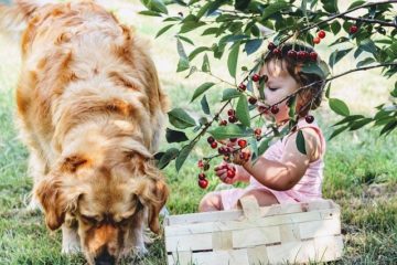 Which Fruits are Harmful for Dogs