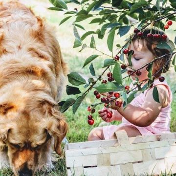 Which Fruits are Harmful for Dogs