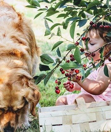 Which Fruits are Harmful for Dogs