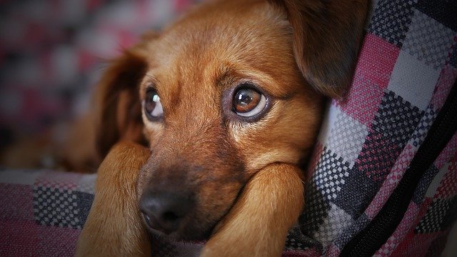 Can my dog get coronavirus