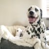 Best dog beds for big dogs suffering from hip pain