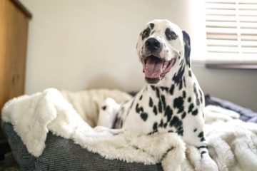 Best dog beds for big dogs suffering from hip pain